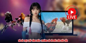 Đá Gà Trực Tiếp Bình Hiển: Trường Gà Và Mức Kèo Hấp Dẫn